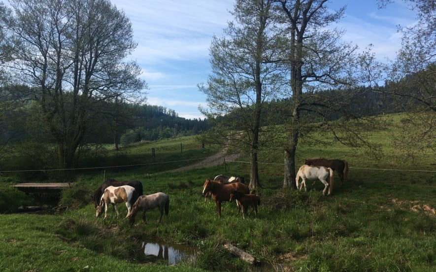 Les Prairies du Hang