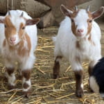Ferme pédagogique la Contrée des Minis