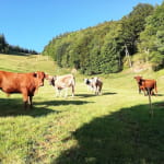 Ferme-auberge Graine Johé