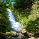 Le saut de la bourrique