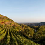 Le vignoble de Guebwiller