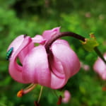 Jardin Botanique du Col de Saverne