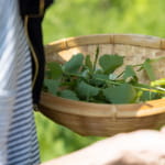Sortie découverte des plantes sauvages