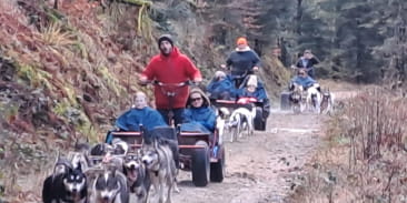 Canirando avec Chiens de Traîneau Vosges