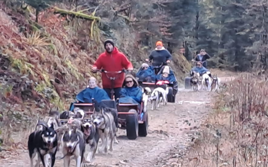 Canirando avec Chiens de Traîneau Vosges
