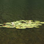 Pêche au lac de Sewen