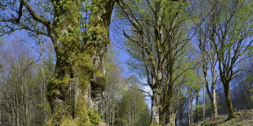 Arbres remarquables