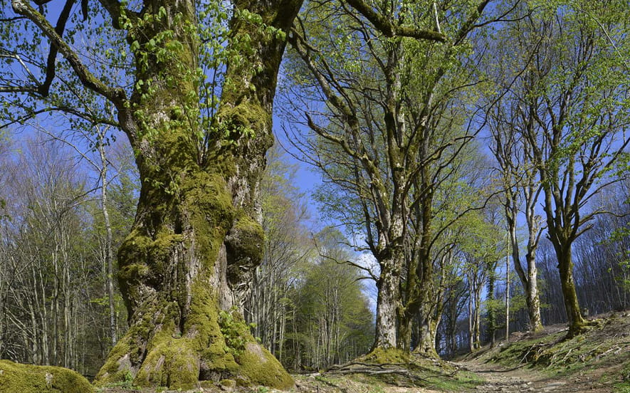 Arbres remarquables