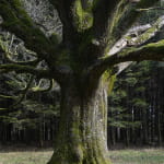 Arbres remarquables