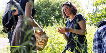 Sortie découverte des plantes sauvages