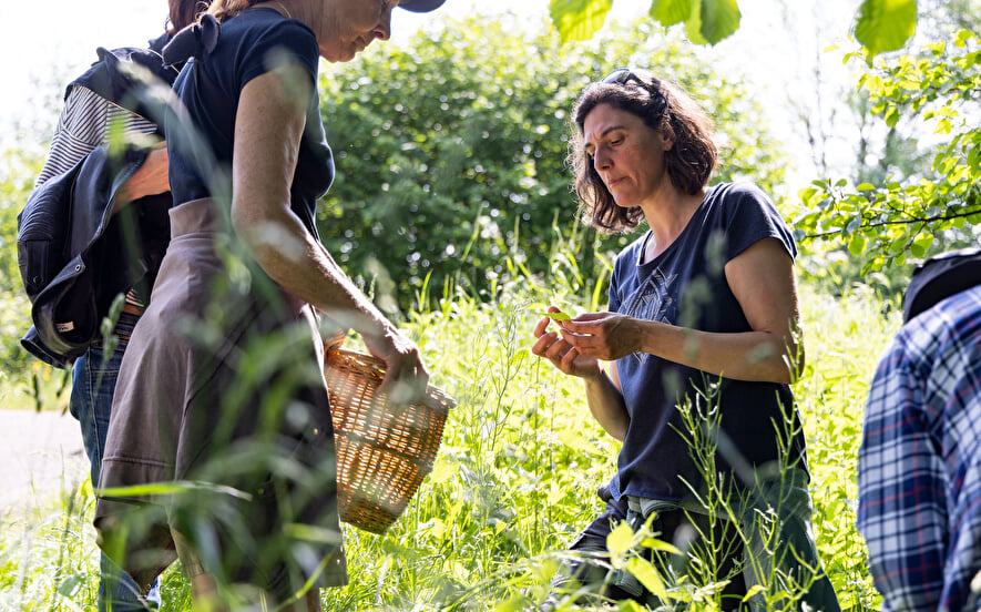 Sortie découverte des plantes sauvages