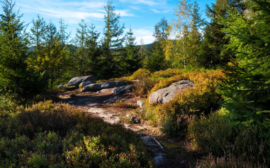 Circuit rando B20 : De la grotte du Loup, au séquoia géant par l'Eimerbaechel
