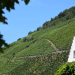 Le vignoble de Vieux-Thann