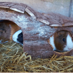 Ferme pédagogique de l'Aquarelle