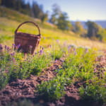 Les herbes du Valtin