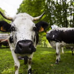 Visite à la ferme Cattenoz
