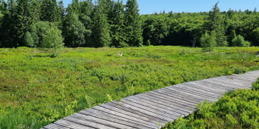 La tourbière du Haut Chitelet