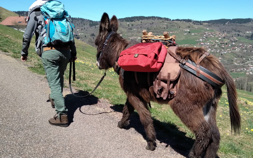 Cham'Vosges Aventures - Randonnée avec des ânes
