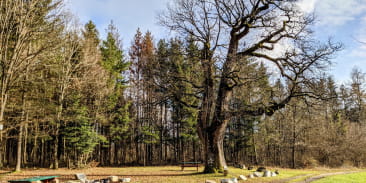 Gros chêne Sondersdorf