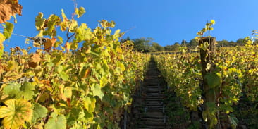 Culture, cuisine et vin : Découverte à Thann