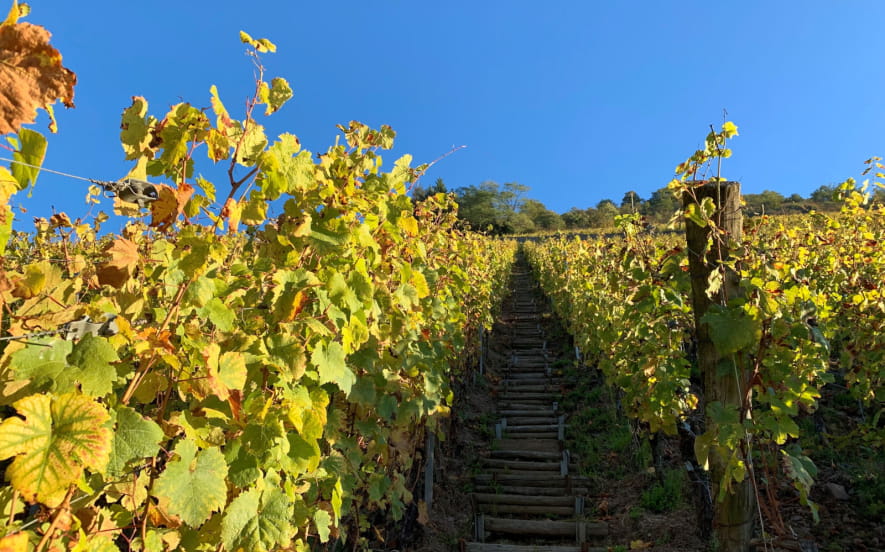 Culture, cuisine et vin : Découverte à Thann