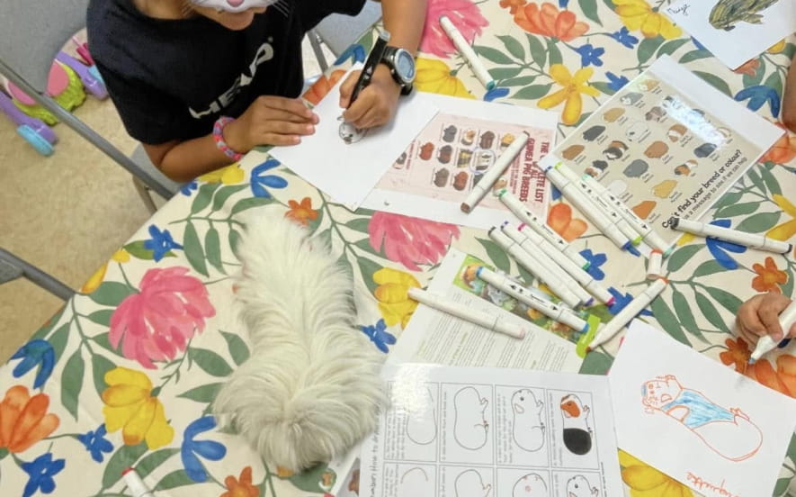 Académie poils aux pattes