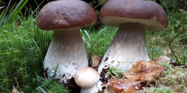 Gilles Gounant - sorties champignons ou ornithologie