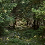 La forêt domaniale du Donon