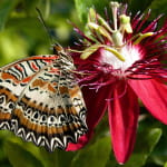 Jardins des papillons