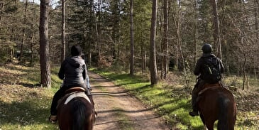 Randonnée guidée à cheval dans les Vosges du Nord