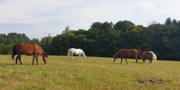 La Ferme du Petit Galop