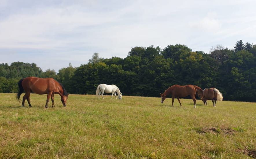 La Ferme du Petit Galop