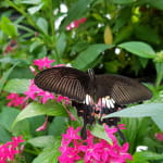Jardins des papillons