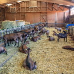 Ferme du Steinbach