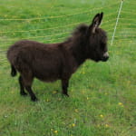 Ferme pédagogique la Contrée des Minis