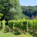 Le vignoble de Leimbach