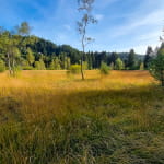 La tourbière du Grand Etang