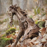 Expo photo - Paréidolies, l'art caché de la nature