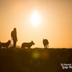 Cani-Rando à la découverte de la meute