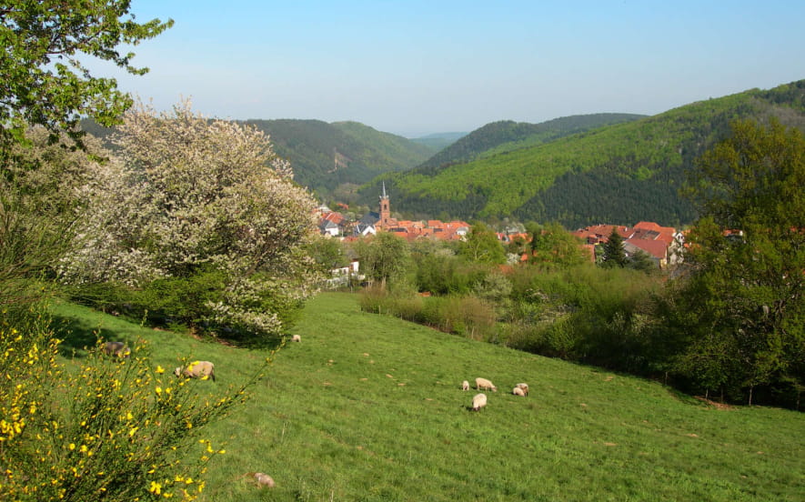 Circuit poussettes B02 : Sur les hauteurs de Grendelbruch