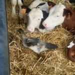 Ferme de la Scaam