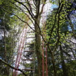 Pass à Gé - Grimpe d'arbre
