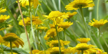 Sortie rando-naturo, à la découverte des plantes