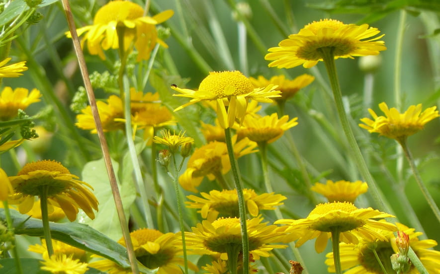 Sortie rando-naturo, à la découverte des plantes