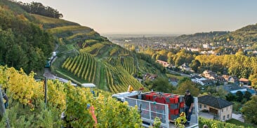 Le vignoble de Guebwiller