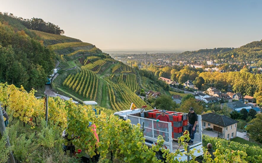 Le vignoble de Guebwiller
