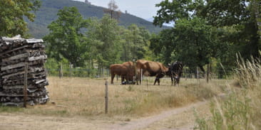 Sentier poussette - Entre Neubois et Dieffenbach-au-Val