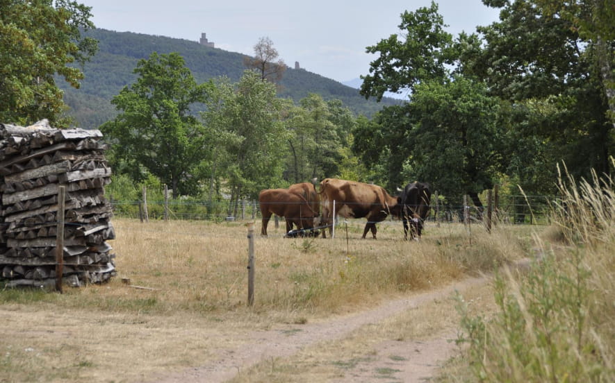 Sentier poussette - Entre Neubois et Dieffenbach-au-Val