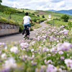 La location de vélo, un métier à multiples facettes