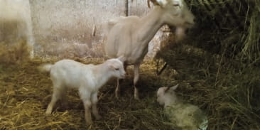 Ferme pédadogique du P'tit Ban-Houé